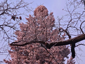 2025 Rozednění v Arboretu Žampach (2.1.)