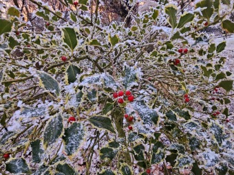 2025 Rozednění v Arboretu Žampach (2.1.)