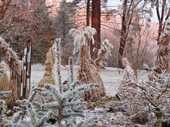 2025 Rozednění v Arboretu Žampach (2.1.)