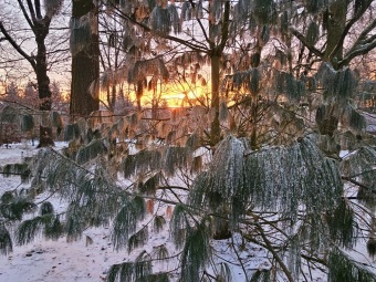 2025 Rozednění v Arboretu Žampach (2.1.)