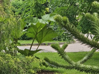 2025 Rostliny po přezimování Tetrapanax papyrifer, Brassaiopsis mitis, Gunnera manicata, Araucaria araucana (18.7.)