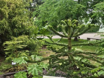 2025 Rostliny po přezimování Tetrapanax papyrifer, Brassaiopsis mitis, Gunnera manicata, Araucaria araucana (18.7.)