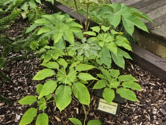 2025 Rostliny po přezimování Tetrapanax papyrifer, Brassaiopsis mitis, Gunnera manicata, Araucaria araucana (18.7.)