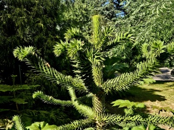 Rostliny koncem léta 2025 (26.8.)