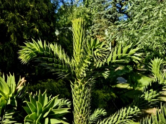 Rostliny koncem léta 2025 (26.8.)