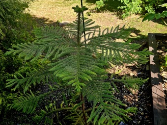 Rostliny koncem léta 2025 (26.8.)