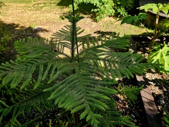 Rostliny koncem léta 2025 (26.8.)