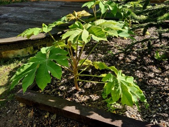 Rostliny koncem léta 2025 (26.8.)