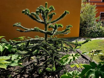 Rostliny koncem léta 2025 (26.8.)