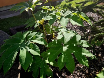 Rostliny koncem léta 2025 (26.8.)