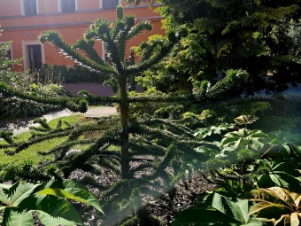 Rostliny koncem léta 2025 (26.8.)