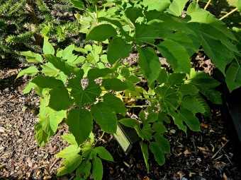 Rostliny koncem léta 2025 (26.8.)