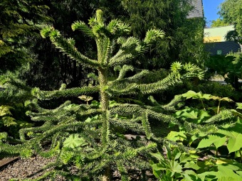 Rostliny koncem léta 2025 (26.8.)