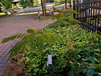 Rostliny koncem léta 2025 (26.8.)