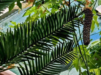 2025 Wollemia nobilis - wolemie vznešená ještě ve skleníku (4.4.)