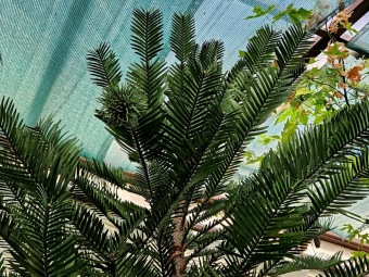 2025 Wollemia nobilis - wolemie vznešená ještě ve skleníku (4.4.)