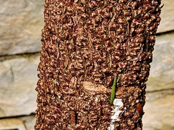 2025 Wollemia nobilis - wolemie vznešená ještě ve skleníku (4.4.)