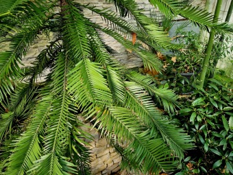 2025 Wollemia nobilis - wolemie vznešená ještě ve skleníku (4.4.)