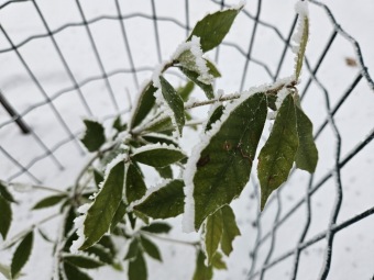 Quercus gilva dub plavožlutý