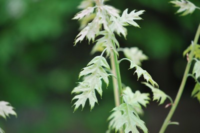 Quercus × rudkini - kříženec dubu marylandského a vrbolistého
