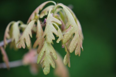 Quercus alba ´Wieting´ - dub bílý