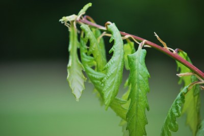 Quercus bicolor - dub dvoubarevný - jarní výhon