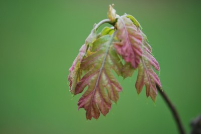 Quercus kelloggii - dub Kellogův - jaro