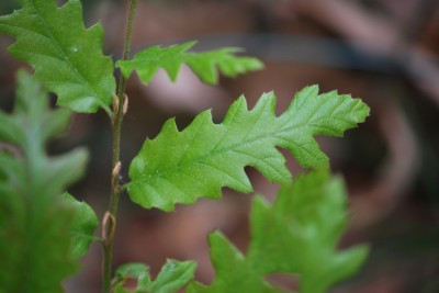 Quercus libani - dub libanonský - jaro