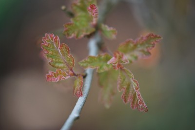 Quercus lobata - dub lobata
