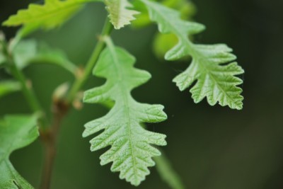 Quercus macrocarpa - dub velkoplodý
