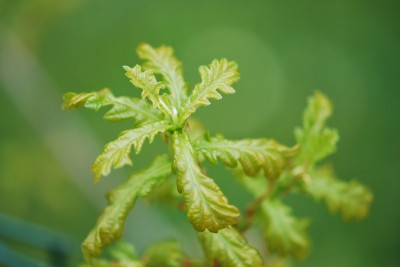 Quercus mongolica var. grosseserrata - dub mongolský - jarní listy