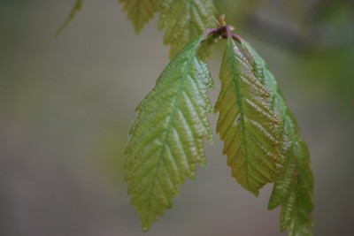 Quercus muehlenbergii - dub Muehlenbergův - jarní listy
