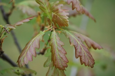 Quercus petraea ´Purpurea´ - dub zimní (drnák)