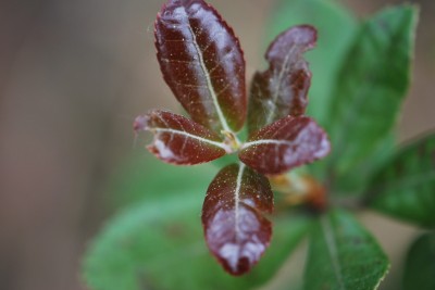 Quercus phillyreoides - dub jasanovcovitý
