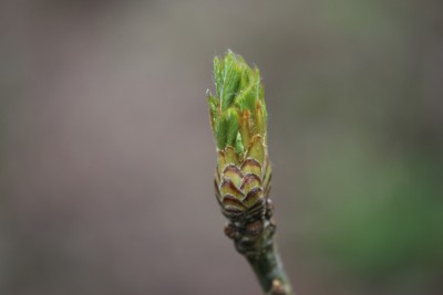 Quercus pontica - dub černomořský