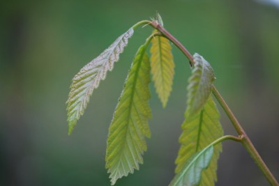 Quercus prinus - dub košíčkatý - jaro
