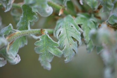 Quercus pyrenaica - dub pyrenejský.