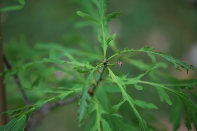 Quercus robur ´Posnania´ - dub letní (křemelák)