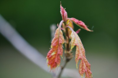 Quercus shumardii - dub shumardii