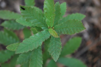 Quercus trojana - dub trojský - jaro