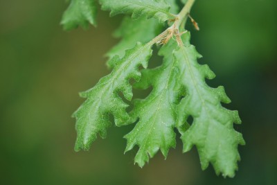 Quercus virgiliana - dub jadranský
