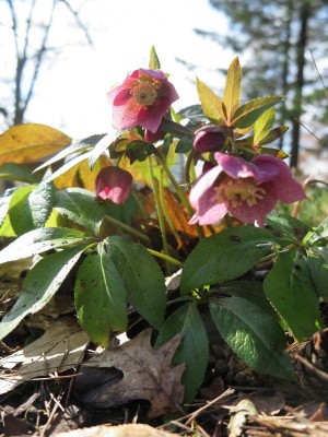 2026 Jaro v Arboretu Žampach - bylinné patro