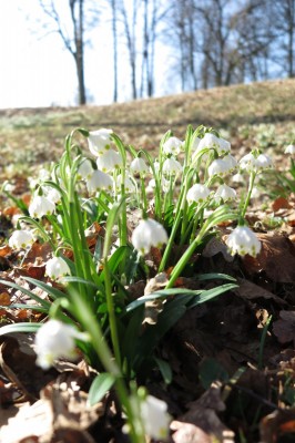 2026 Jaro v Arboretu Žampach - bylinné patro