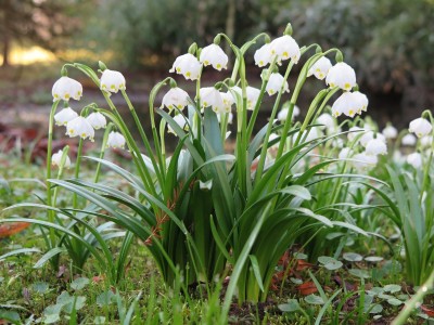 2026 Jaro v Arboretu Žampach - bylinné patro