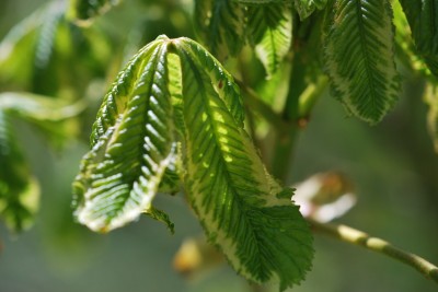 Aesculus × carnea ´Variegata´ - jírovec pleťový