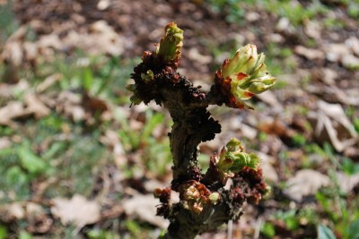 Aesculus hippocastanum ´Cristata´ - jírovec maďal - jaro