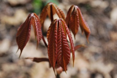 Aesculus parviflora - jírovec drobnokvětý