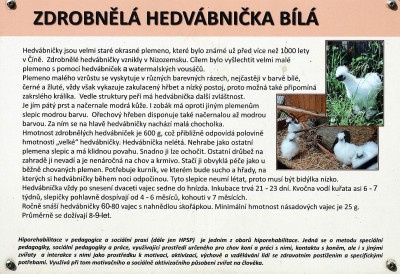 hedvabnicka bila