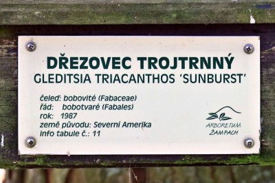 drezovce trojtrnneho