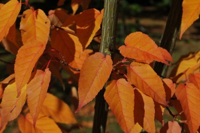 Acer davidii Rosalie - javor Davidův - podzim